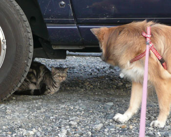 ���ɂ������Ȃ��A���V���[���ǂ������