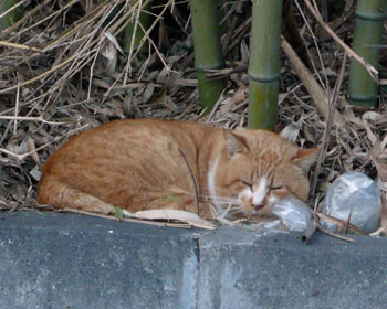 �������Ȓ|�т˂�