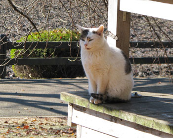 �����ōK���ɕ�炷�l�R