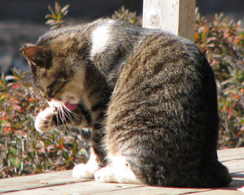 �l�p���˂�