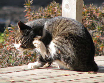 �Ȃ��K���Ƃ����Ă���H