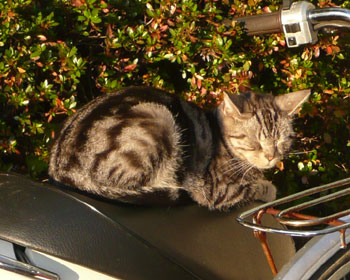 �����Ⴄ�ƂŐQ�Ă���A���V���˂�