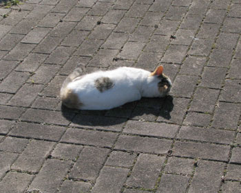 ���Ɛl�͋C�ɂ��Ȃ��^�C�v�炵��