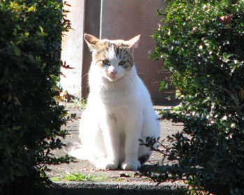 �A�����݂̉e���猩�Ă���