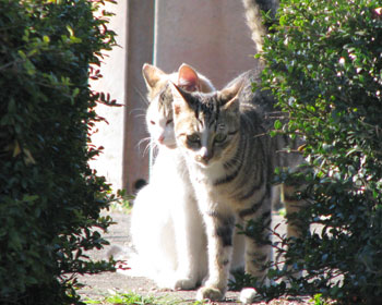 ����܂��ꂽ