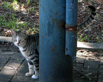 �����ۂ�����