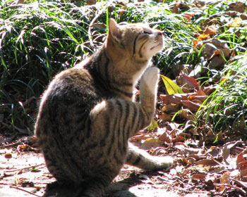 ���������䂢