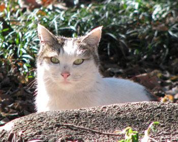 �I�g�i���ۂ��l�R