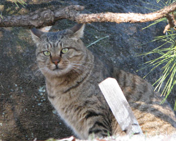 �ł������Ȋ�