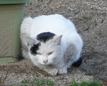 �Ȃ��������̃l�R�͉���Ă���