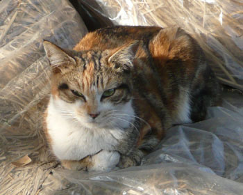 �{����ۂ���