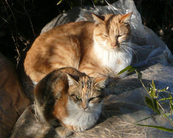 �݂�ȃS�~���D��