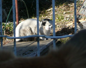 ���͌����炵��