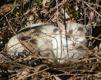 ���~�P�����͂��������ی�F