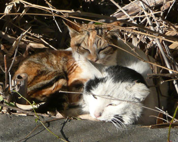 �˂�����