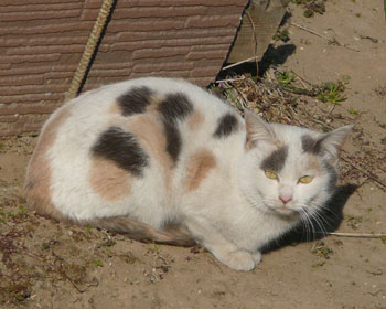 ���~�P�����͂����������킢��