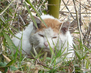 ���͎����Ă��Ȃ�ƂȂ�����Ă鉘��l�R