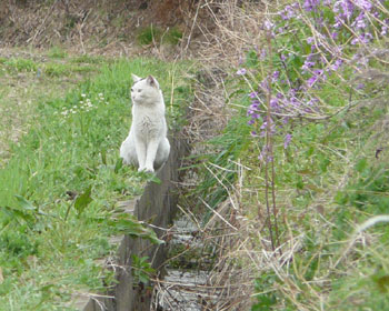 �����ł̂�т肵�Ă��̂�