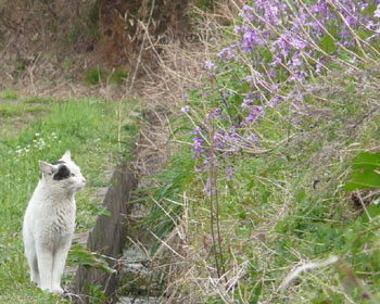 �r���Łu�n�i�_�C�R���Ǝ��v