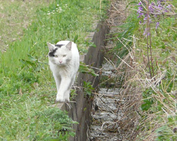 ���񂸂�����Ă���