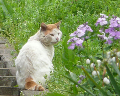 �t�̉���˂�