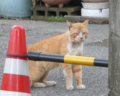 ���𔭌����Ă����`���Ɨ�������