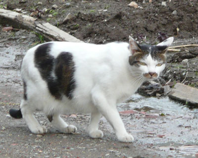 �D�_���C�N