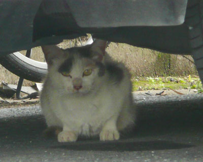 �Ԃ̉��̔��~�P�����