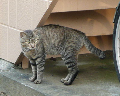 �w�����ۂ��˂�