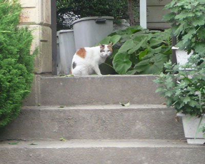 �Q����̂˂�