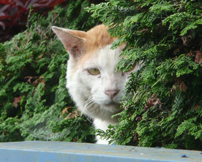 ���ɋC�Â�������˂�