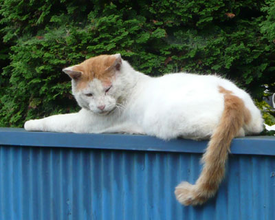 ����ƌ��𔭌�