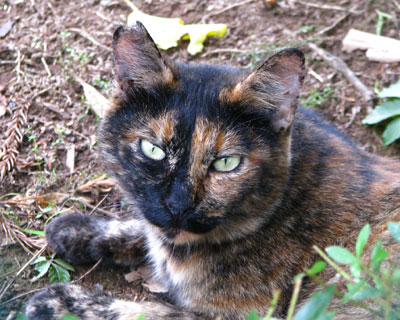 ���̑O�̃T�r�����H