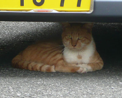 �˂��͎Ԃ̉����D��