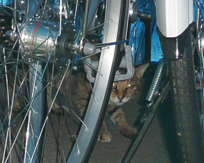 ���]�Ԃł���