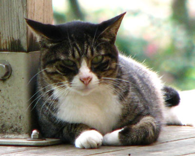 ����Ɩڂ��J���Ă銴��