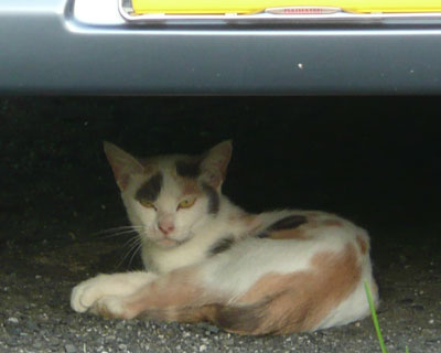 ���~�P�������ԍD��