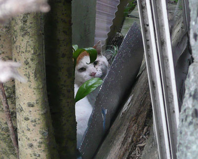 �Ƃ̊Ԃ̌��Ԃł��낮