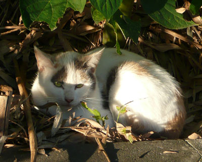 ���~�P�����͒|�т��D��