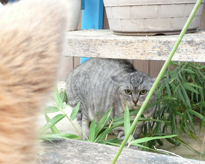 �{���Ă����킢���q