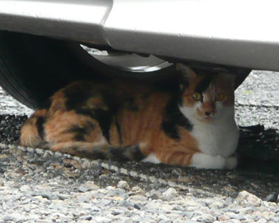 �Z���~�P�������ԍD��