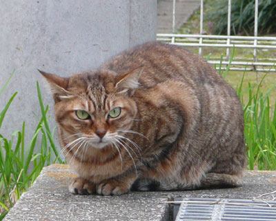 ���̕ӂł͒�������ʂ悵