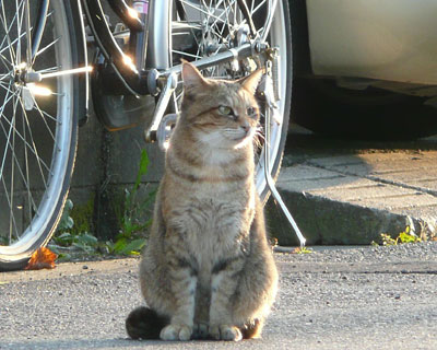 ���΂��łڂ���