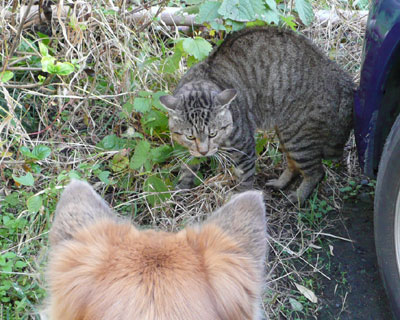 ���ߋ����ł΂�����