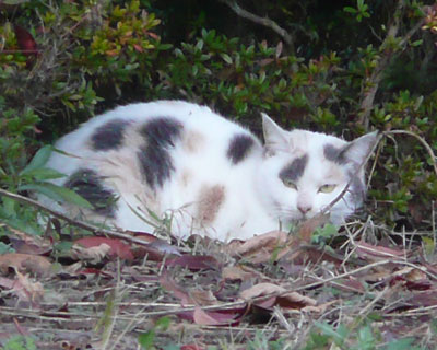 ���ԏ�̒[�ŐQ�Ă����~�P�����