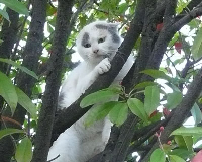 �X�R�e�B�b�V���t�H�[���h�ɕϐg