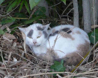 ���~�P�����͓{����ۂ�