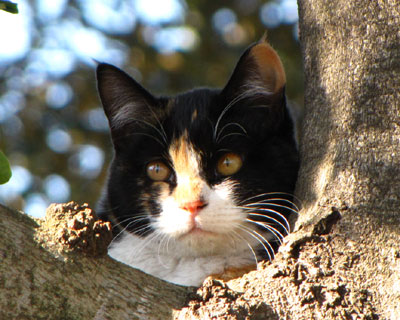 �؂ɐ����Ă��q