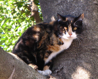 ������Ȃ��č����Ă�̂��Ǝv������