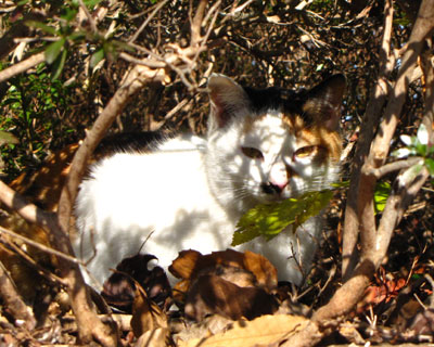 �؂̉��ɂ������̎q�����Ă��̂���